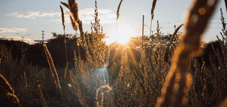 Sonnenlicht scheint bei Sonnenuntergang durch hohes Gras